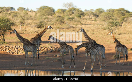 Reise der Giraffe an einem Damm (Giraffa Giraffe) Stockfoto