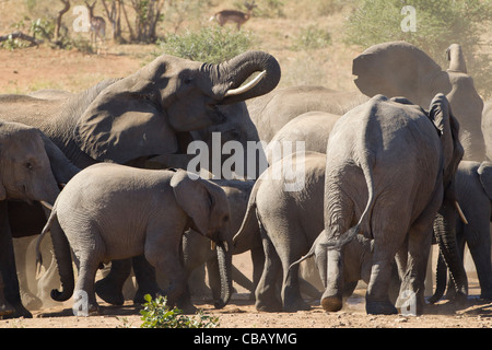 Familie von afrikanischen Elefanten spielen in den Staub (Loxodonta Africana) Stockfoto