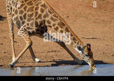 Giraffe (Giraffa Plancius) trinken Stockfoto