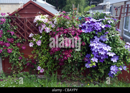 Rosa und lila Sorten von Clematis an einem Garten Zaun in West London England Großbritannien Stockfoto