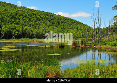 Gatineau Park, Quebec Stockfoto