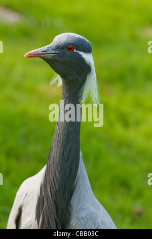 Demoiselle Kran (Anthropoides Virgo). Porträt. Stockfoto