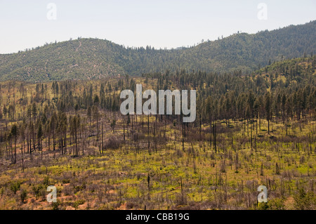 Waldbrand im Big Oak Flat, Yosemite-Nationalpark, Kalifornien, USA. Foto Copyright Lee Foster. Foto # california120705 Stockfoto