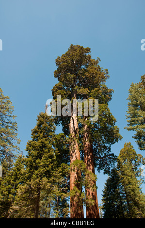 Grant Grove Mammutbaum Bäume Kings Canyon National Park in Kalifornien Stockfoto