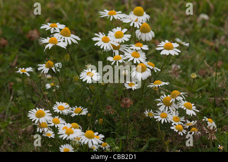 Duftende Mayweed oder wilden Kamille (Matricaria Recutita). Norfolk. Juli. Stockfoto