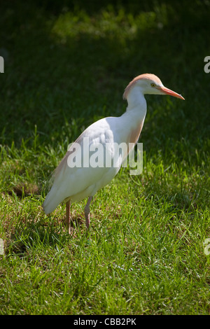 Kuhreiher oder Buff-backed Heron (Bubulcus Ibis). Stockfoto