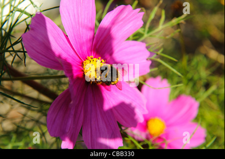 Stock Foto von einer Biene, die Fütterung auf rosa Cosmos Blumen Stockfoto