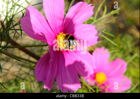 Stock Foto von einer Biene, die Fütterung auf rosa Cosmos Blumen Stockfoto