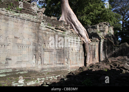 Elephant Trunk (Würgefeige) Baum im Tempel von Preah Khan in der Nähe von Siem Reap, Kambodscha Stockfoto