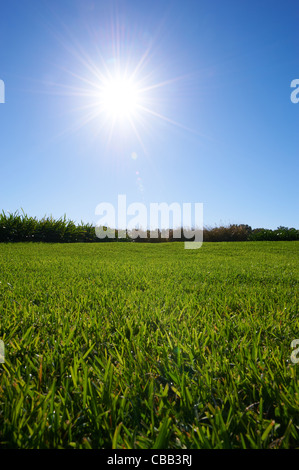 Saftig grünen Rasen sonnigen blauen Himmel Stockfoto