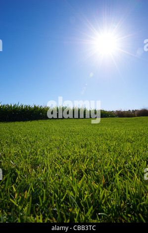 Saftig grünen Rasen sonnigen blauen Himmel Stockfoto