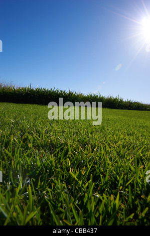 Saftig grünen Rasen sonnigen blauen Himmel Stockfoto