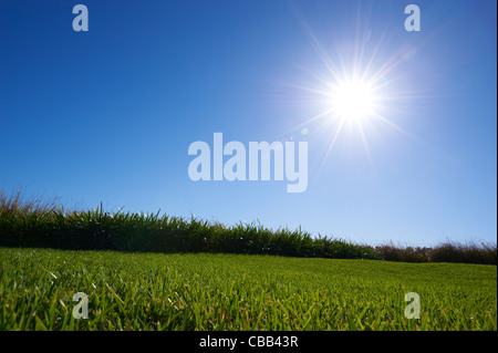 Saftig grünen Rasen sonnigen blauen Himmel Stockfoto