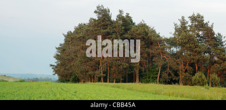 Eingereicht von Winter Getreide grün Pflanzen und Bäume Stockfoto