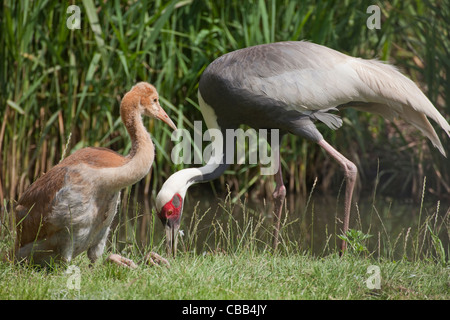 White-Himalaja-Kraniche (Grus Vipeo). Erwachsenen auf Nahrungssuche, um sechs Wochen alten Küken sitzt am Knöchel, füttern ließ. Stockfoto