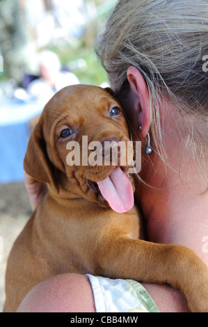 Stock Foto von einem Magyar Vizsla Welpen auf der Schulter einer Frau. Stockfoto