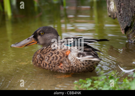 Nördlichen Löffelente (Anas Clypeata). Drake, oder männlich, in Eclipse Gefieder. Stockfoto