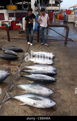 Frisch gefangenen Thunfisch am Kai in Kota Kinabalu auf Borneo. Stockfoto