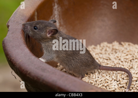 Braune Ratte (Rattus Norvegicus). Jungtier entwöhnt, schätzungsweise drei Wochen alt. Stockfoto