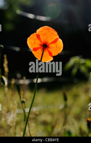 Stock Foto von hinterleuchteten roten Mohn Stockfoto