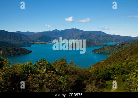 Queen Charlotte Track, Marlborough Sounds, Südinsel, Neuseeland Stockfoto