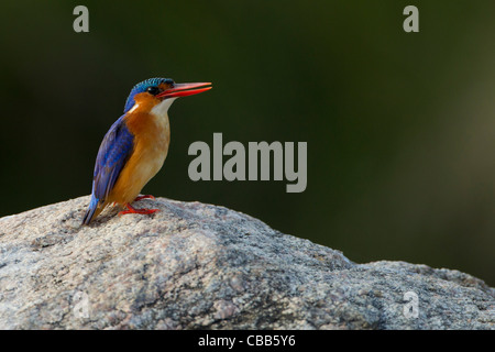 Malachit König Fisher(Alcedo cristata) auf einem Felsen mit einer erstaunlichen Hintergrund. Stockfoto