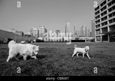 Zwei Hunde mit einem Hintergrundansicht auf Pekings Central Business District (CBD) zu spielen. Stockfoto