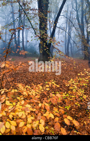 Buche Fagus Sylvatica Felbrigg große Holz Norfolk UK Anfang November Stockfoto