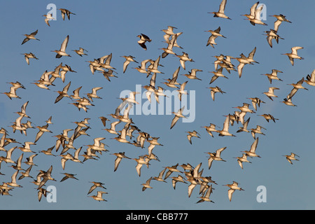 Black-tailed Godwits Limosa Limosa im Flug über Sümpfe Stockfoto