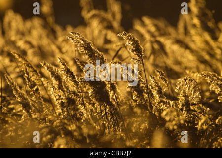 Schilf Phragmites Communis bei Sonnenuntergang North Norfolk Feuchtgebiete Stockfoto