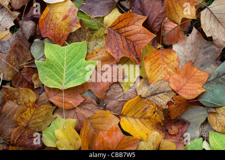 Tulpenbaum Liviodendron Tulipifera Felbrigg große Holz Norfolk UK Anfang November Stockfoto