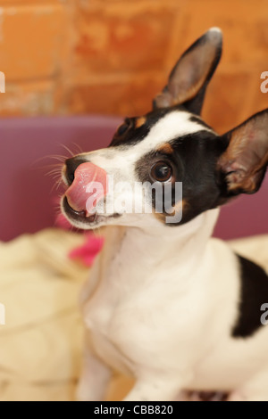 Niedliche Miniatur Foxterrier Kreuz mit Zunge heraus Stockfoto