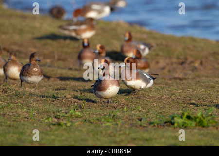 Pfeifente Anas penelope Herde füttern im Winter bei RSPB Reservat Titchwell Norfolk Stockfoto