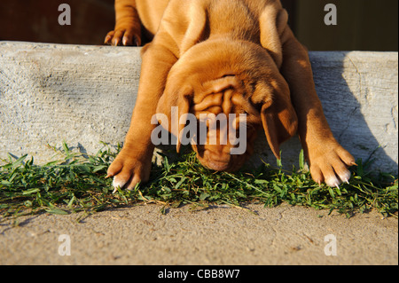 Stock Foto von einem ungarischen Vizsla Welpen Stockfoto