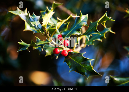 Rote Beeren auf eine Stechpalme bush Stockfoto