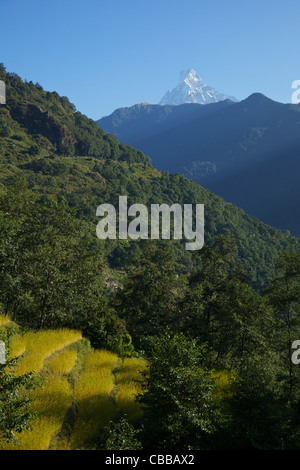 Trekking von Ghandruk Nayapul, Trail und Reis Felder, anzeigen, Fischschwanz, Annapurna Sanctuary Region, Nepal, Asien Stockfoto