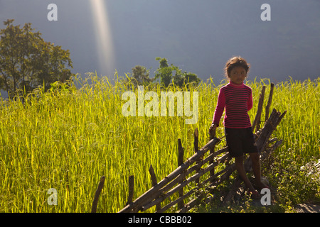 Kleines Mädchen, Reisfeld, Trekking von Ghandruk nach Nayapul, Annapurna Sanctuary Region, Nepal, Asien Stockfoto