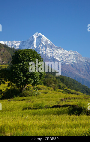 Reisfelder und Annapurna Trekking von Ghandruk nach Nayapul, Annapurna Sanctuary Region, Nepal, Asien Stockfoto