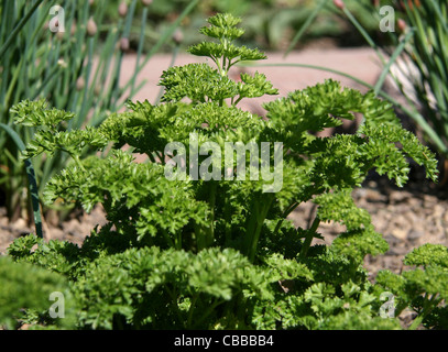 Petroselinum, Natur, Blumen, Pflanzen (CTK Foto/Marketa Hofmanova) Stockfoto