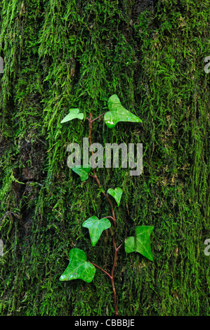 Efeu Klettern auf einen Baum (Hedera Helix) Stockfoto