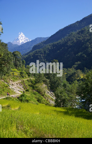 Trekking von Ghandruk Nayapul, Ansichten anzeigen, Fischschwanz, Annapurna Sanctuary Region, Nepal, Asien Stockfoto