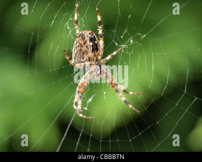 Europäische Kreuzspinne / Araneus Diadematus / Gartenkreuzspinne Stockfoto