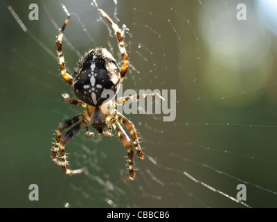 Europäische Kreuzspinne / Araneus Diadematus / Gartenkreuzspinne Stockfoto