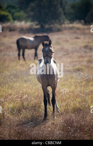 Ein junges Pferd in einem Feld Stockfoto