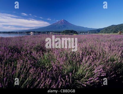 Mount Fuji und Feld von Lavendel, Fujikawaguchiko, Yamanashi, Japan Stockfoto