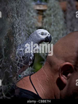 African Grey Papagei auf der Schulter des Besitzers Stockfoto