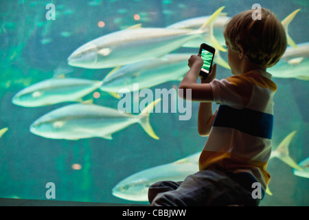 Junge Fische im Aquarium fotografieren Stockfoto