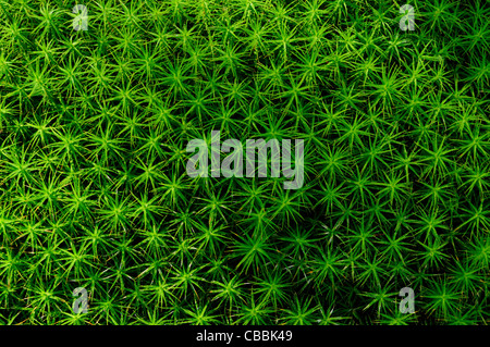 Haircap Moos (Polytrichum sp.) Stockfoto