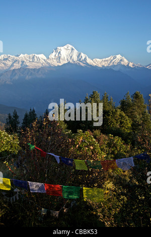 Ansicht des Dhaulagiri von Poon Hill in der Morgendämmerung mit buddhistischen Gebet Fahnen, Annapurna Sanctuary Region, Himalaya, Nepal, Asien Stockfoto