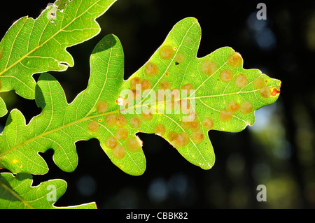 Der Spangle Gallapfel der Wespe Neuroterus Quercusbaccarum unter einem Eichenblatt. Stockfoto